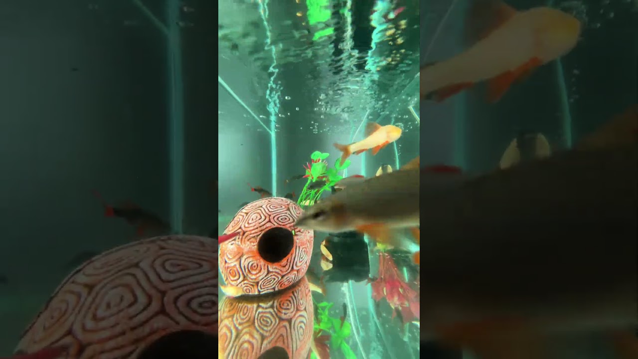 Red Tail SHARK 😱😱 