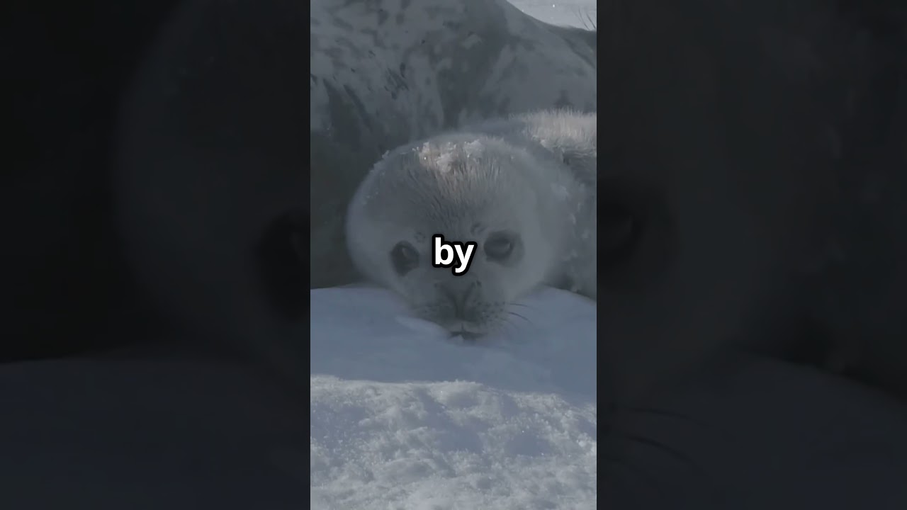 Amazing Facts About Seal Pups!