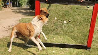 Super Funny Mirror Prank on Dog | Hilarious dog reaction to mirror