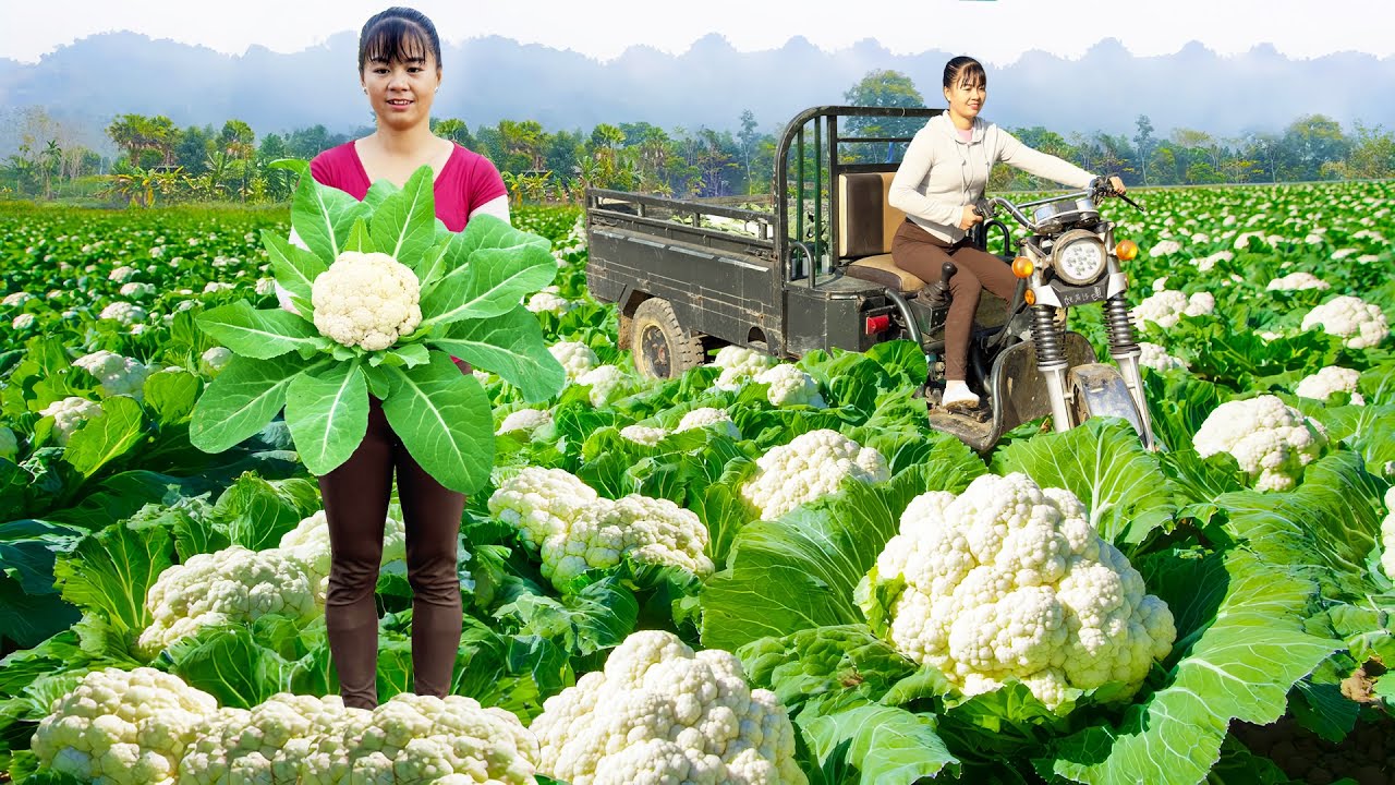 Use 3-Wheeled Truck To Harvesting Cauliflower Goes To Countryside Market Sell - Farm Life