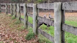Wild turkeys have a fight right before Thanksgiving! (I have never seen this before!)