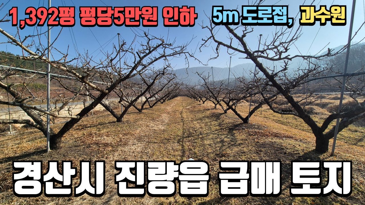 경산시 진량읍 농지연금용 추천 8m도로접하고 매매가 대폭 하향조정된 1,392평의 과수원 매매 784