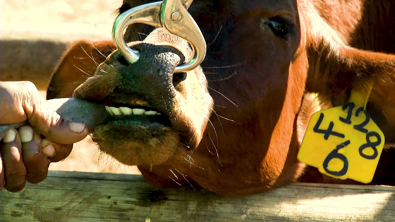 Southern Africa needs a new science-based approach to control Foot-and-Mouth disease