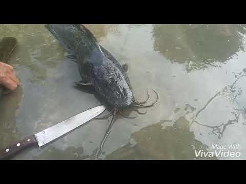 Video: Cara Memasak Ikan Lele Iris