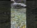 こんなにおると思わんかった#秘境　#渓流