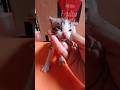 Kitten Guda Catbaby Catbreed Kitten Guda Catbaby Catbreed