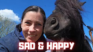 Sad and happy news... It&#39;s so close together... | Friesian Horses