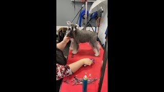 Minature Schnauzer Pet Trim by Danna Alexander of Prestige Dog Grooming School