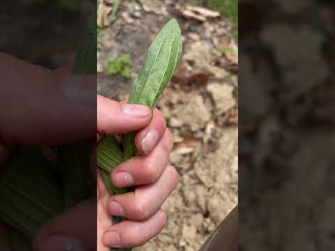 Backyard Salad Challenge #foraging #growyourownfood