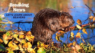 All About Beavers I Science for Kids #animalsforkids #beavers