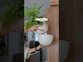 【賃貸でもできる】おしゃれな植物の飾り方🪴#賃貸#観葉植物#インテリア#部屋作り