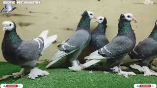 All fancy pigeon Breeds HD Video by ocean life 5 views 3 years ago 5 minutes, 39 seconds