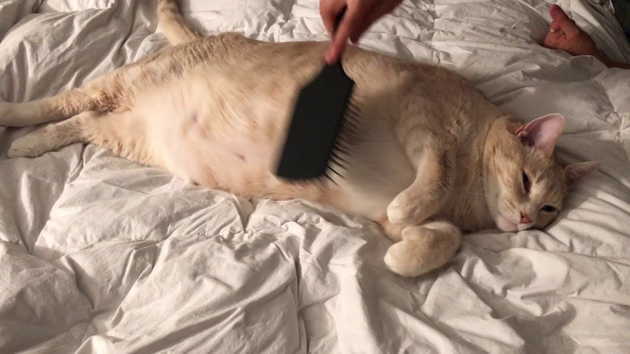 Cat Enjoys Belly Brushing ViralHog YouTube