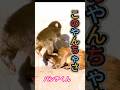 モエちゃんとじゃれすぎ🤣パンチくんが止まらない！#パンチくん #モエちゃん #可愛い動物 #猿 #癒し#パンチ君