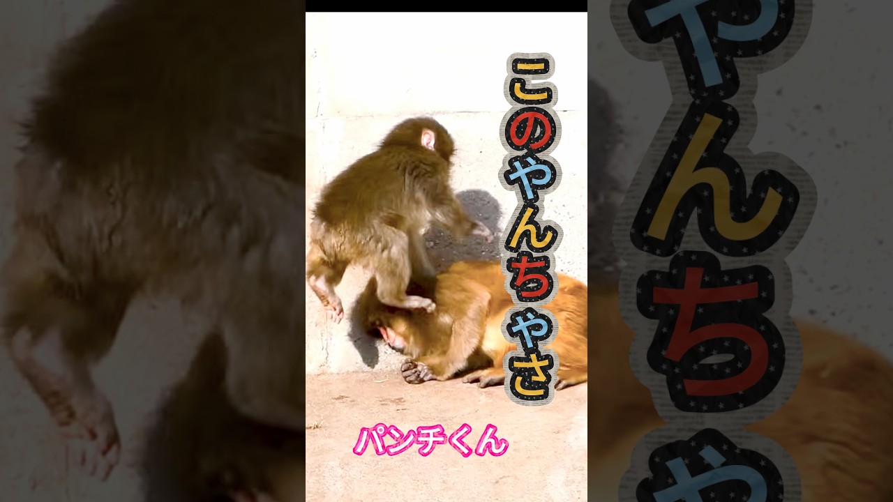 モエちゃんとじゃれすぎ🤣パンチくんが止まらない！#パンチくん #モエちゃん #可愛い動物 #猿 #癒し#パンチ君