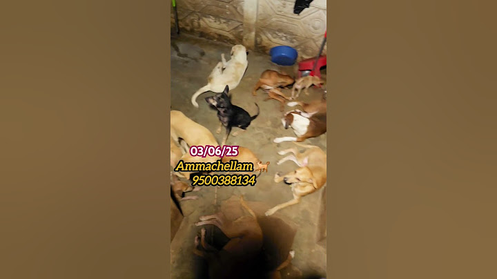 🙏❤️நம்ம🐶🐕பிள்ளைங்களுக்கு இன்றைய சாப்பாடு🙏#ammachellam#straydogs#food#shorts#pets #love