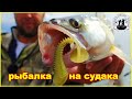 Разоблачили судака, большой вес джиг головки, меняет ситуацию!