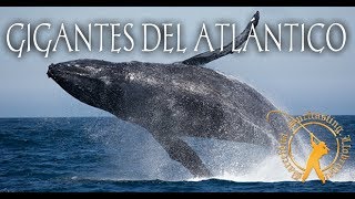 Gigantes del Atlántico Islas Azores.