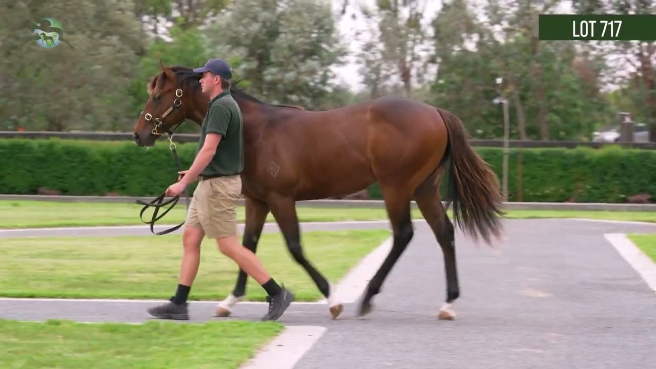 Lot 717 Harry Angel x Ragezze colt