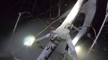 Cuộc Sống Về Đêm Của Người Cần Giờ Với Nghề Bắt Ba Khía