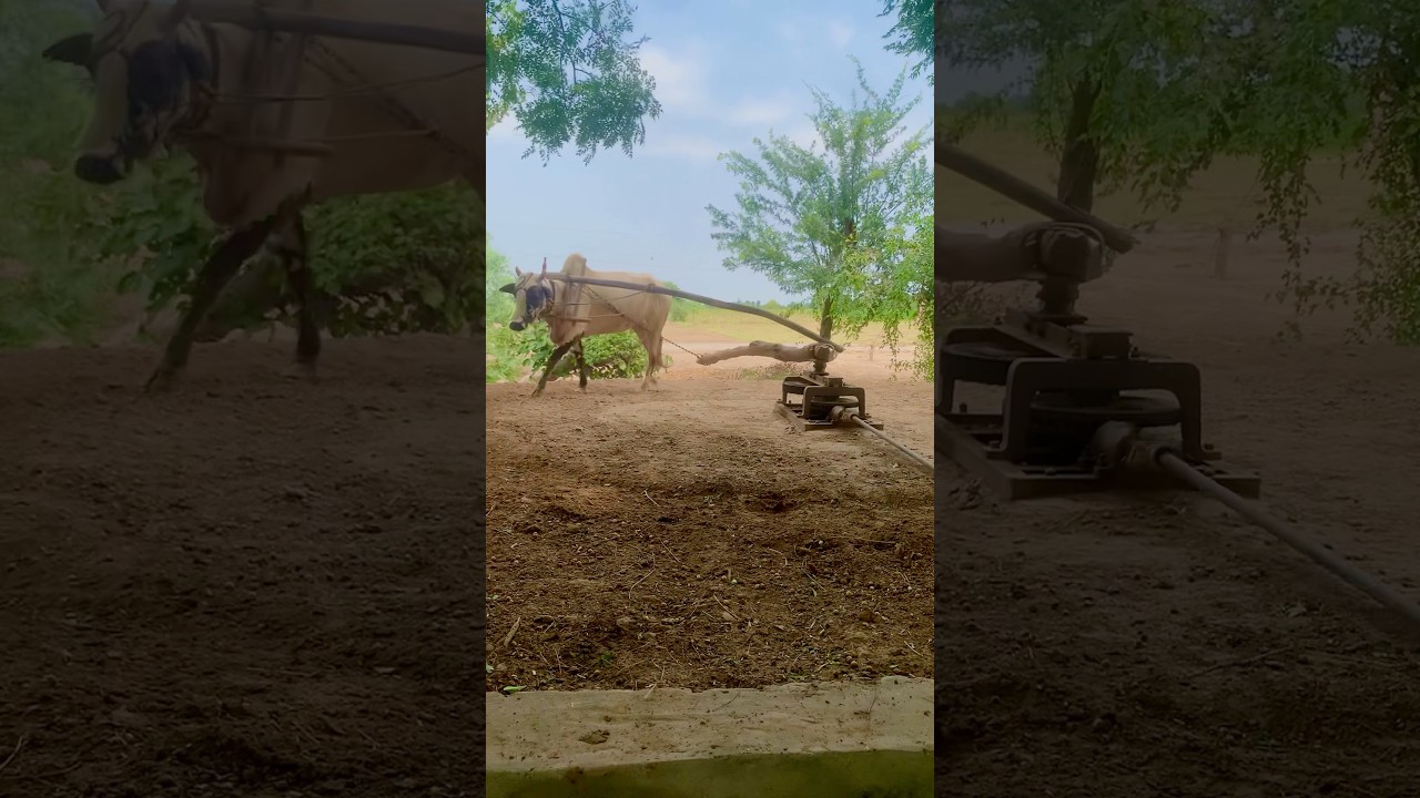 The centuries-old bull is still cutting fodder on a chaff cutter machine