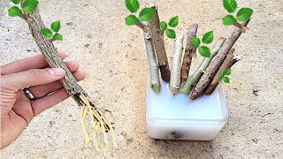 Aprenda essa técnica simples para fazer qualquer galho criar raízes