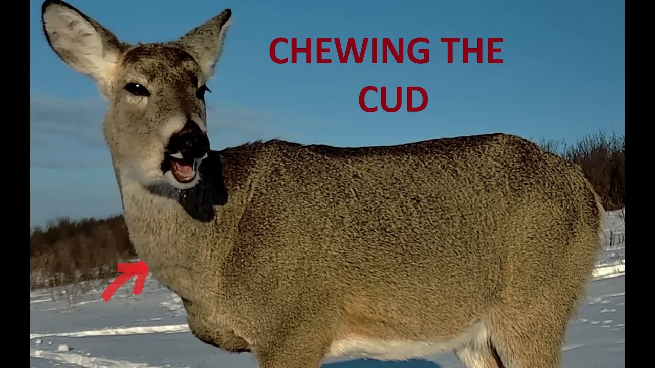 Mule Deer Regurgitates and Chews Cud - See and Learn More About This Fascinating Deer Behavior