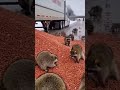 "The raccoons won the peanut lottery."#reels #animals #funny #raccoon #like #subscribe #follow #good