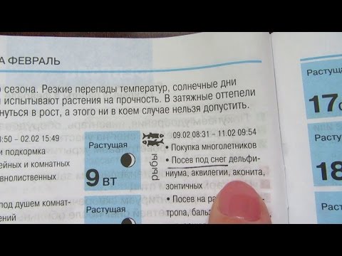 10 однолетников, которые стоит посеять в апреле