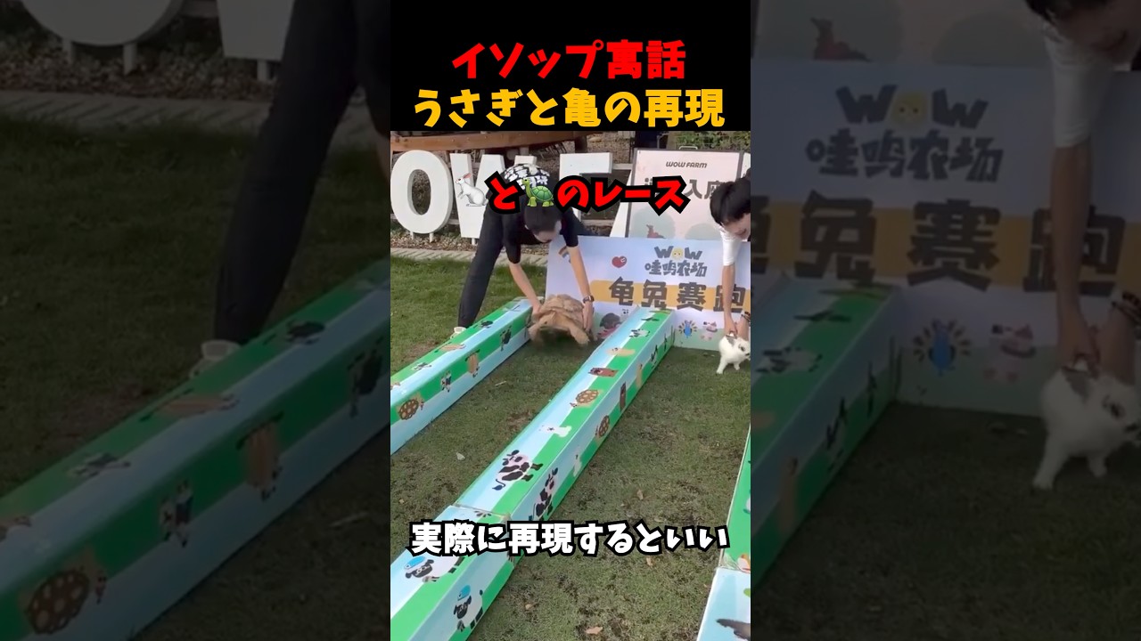 うさぎと亀の再現