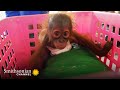 Orangutan Weigh-In and Behavior