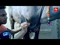 Here is a beauty parlour for buffaloes