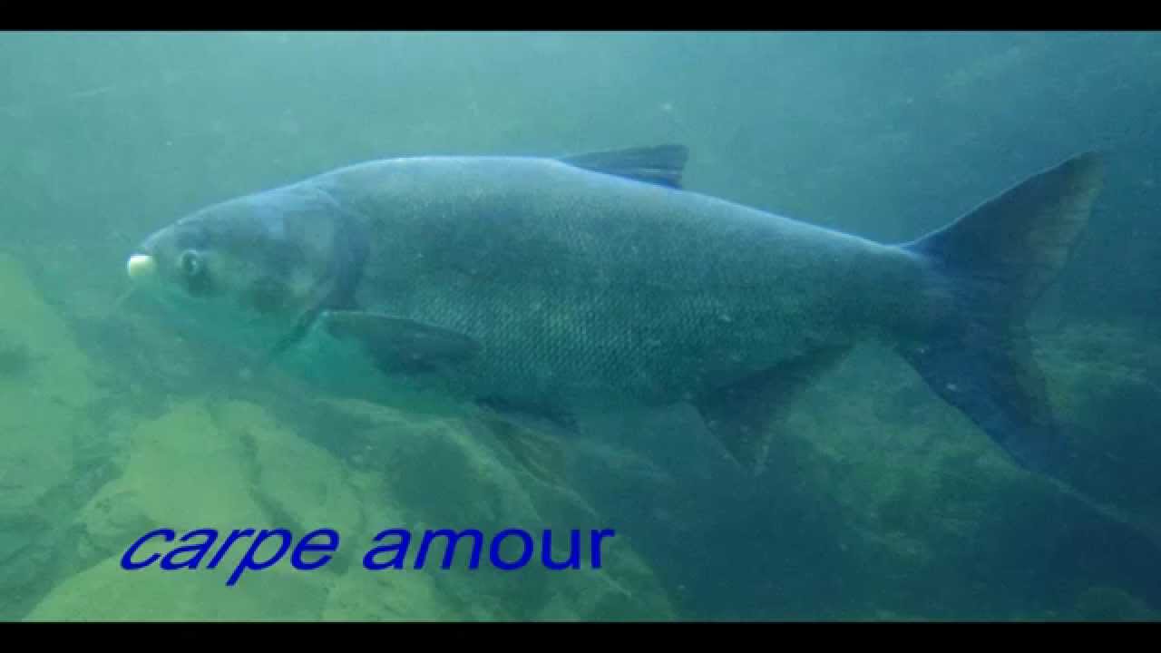 008 carpe amour vodelee