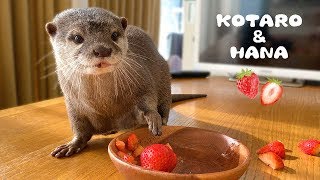 カワウソコタローとハナ　イチゴをあげたらハナの料理が始まった　Otter Kotaro&Hana She Washes Strawberries