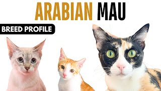 Arabian Mau Cat Breed Profile History - Price - Traits - Arabian Mau Cat Grooming Needs - Lifespan