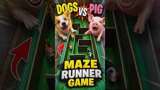 DOGS vs PIG animals maze run race. 🐶🙀 #shorts #animals #viral