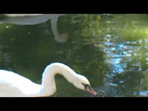 swans in zoo-გედები ზოოპარკში