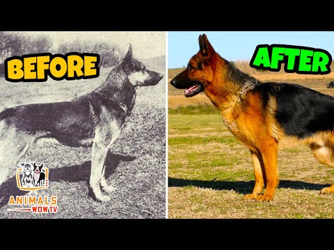 How Years of Breeding Ruined Popular Dog Breeds