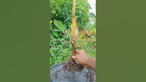 Ficus pilkhan  Ficus virens bonsai 2yars cutting update #sorts #plants