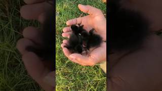 menemukan anakan burung ruak ruak/suribombok #burung #kicaumania #bolang #viral #shorts