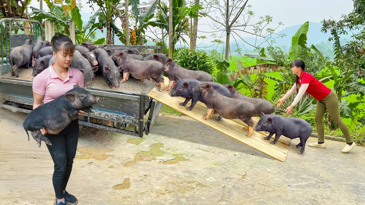 Use 3-Wheeled Truck Buy Lots Of Piglets from Farmers Goes To Market Sell - Farm Life