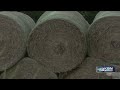 Harvest time for hemp in Kansas shows growing interest in hemp fiber production