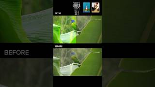Colour Grading in CapCut / Premiere Pro / DaVinci