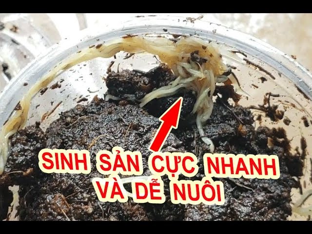 Mô hình nuôi giun quế khép kín tại Cần Thơ  TRANG TRẠI CÔN TRÙNG