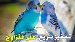 صوت تزاوج طيور الحب (البادجي)محفز على التزاوج فعال ١٠٠% مجرب