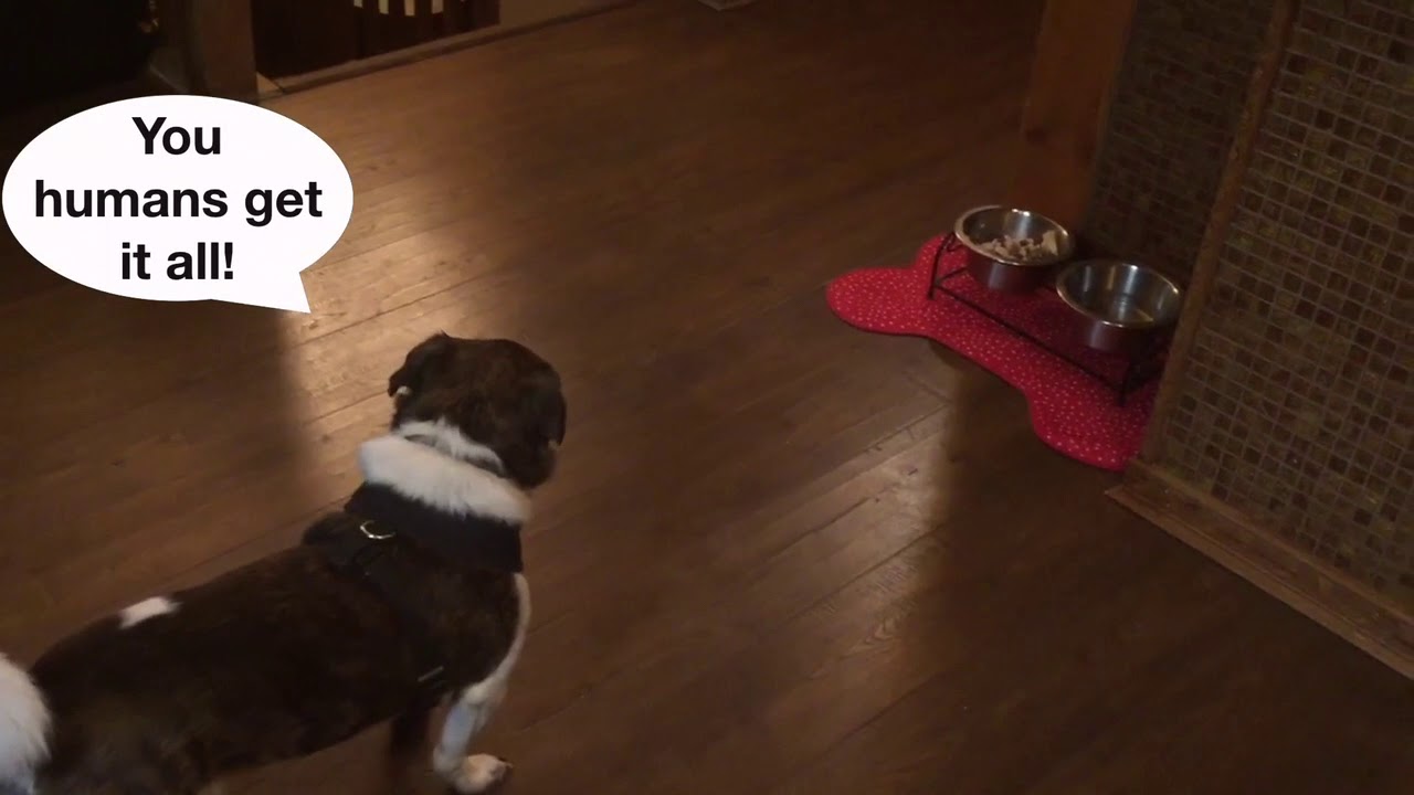 picky dog doesn’t want to eat off his bowl - YouTube