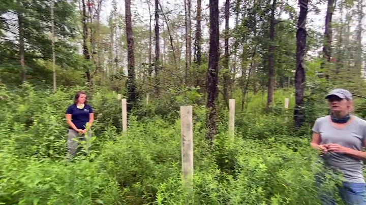 Hunterdon Land Trust Ash Restoration with Kristin ...
