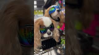 Cavalier King Charles spaniels being the coolest kids in town