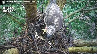 2021(8/13 12回巢丟葉子) 大安森林公園鳳頭蒼鷹巢位直播回顧　Crested Goshawk Nest Cam, Daan Park, Taiwan カンムリオオタカの子育て生中継