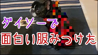 【ダイソー犬グッズ】ダイソーでおもしろい服買ってフレブルに着せたらかわいかったｗ